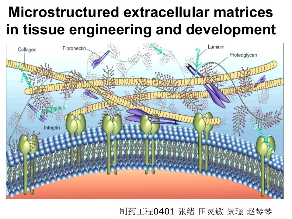 细胞工程微结构的胞外基质