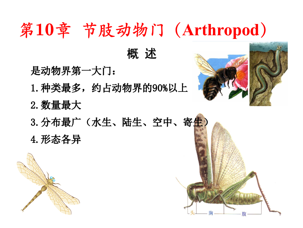 普通动物学第10章节肢动物ppt课件