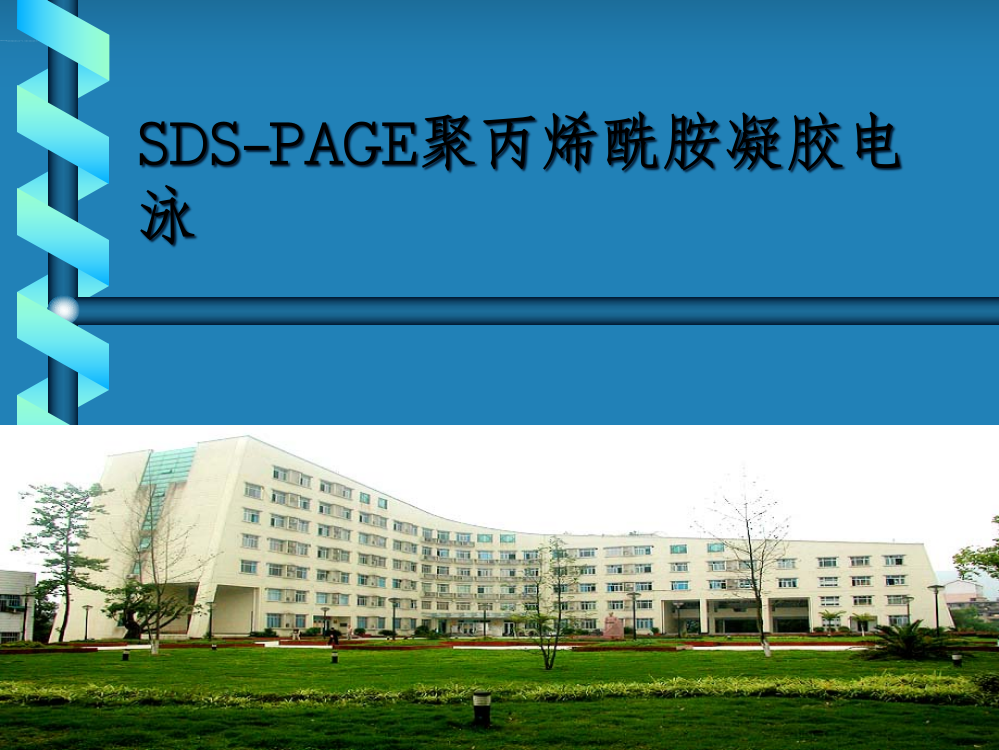 SDS-PAGE聚丙烯酰胺凝胶电泳