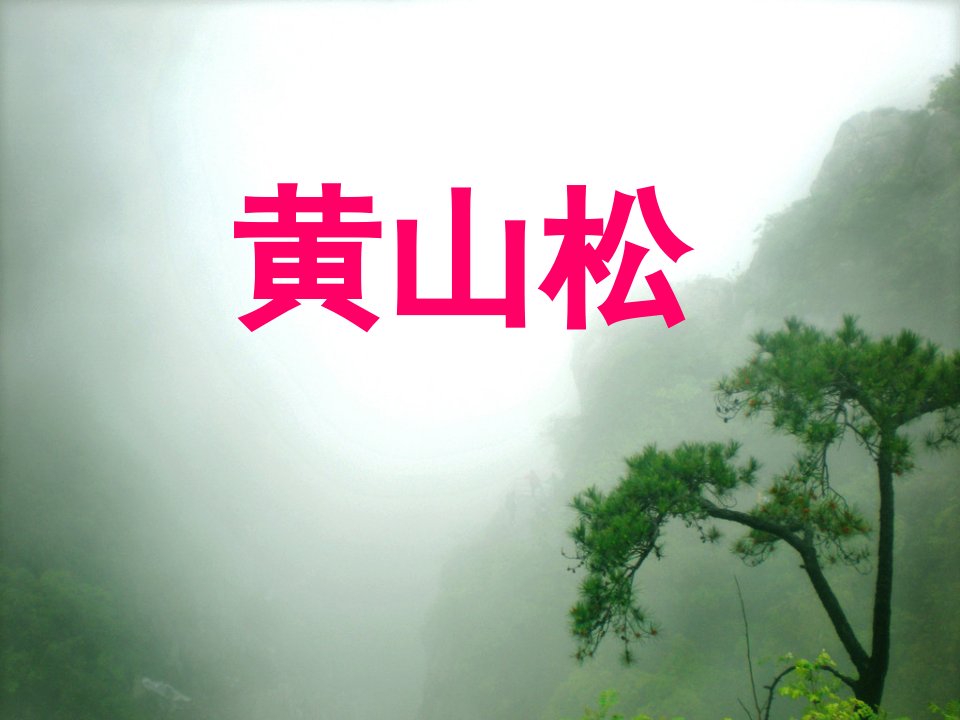 4《黄山松》-西师大版六年级下册语文