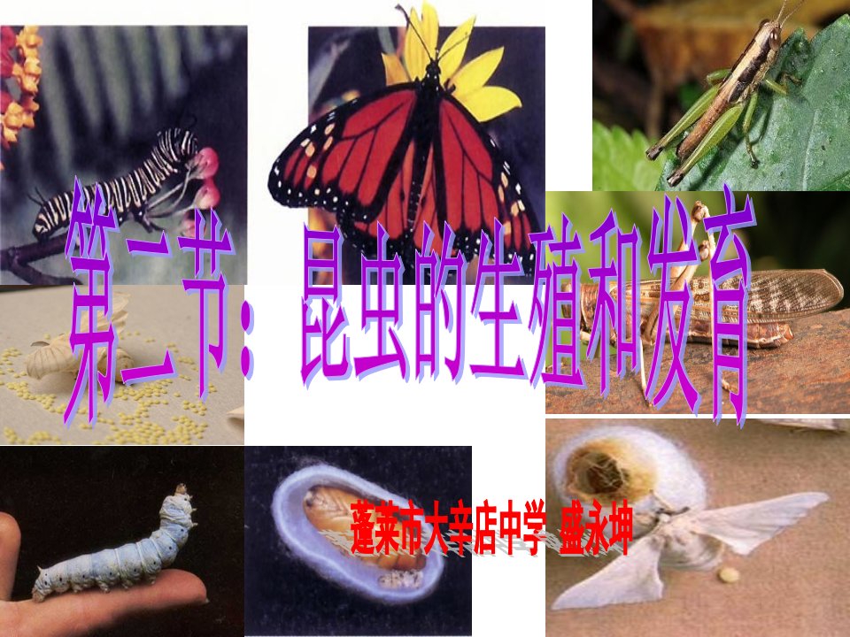 昆虫的生殖和发育生物初中盛永坤