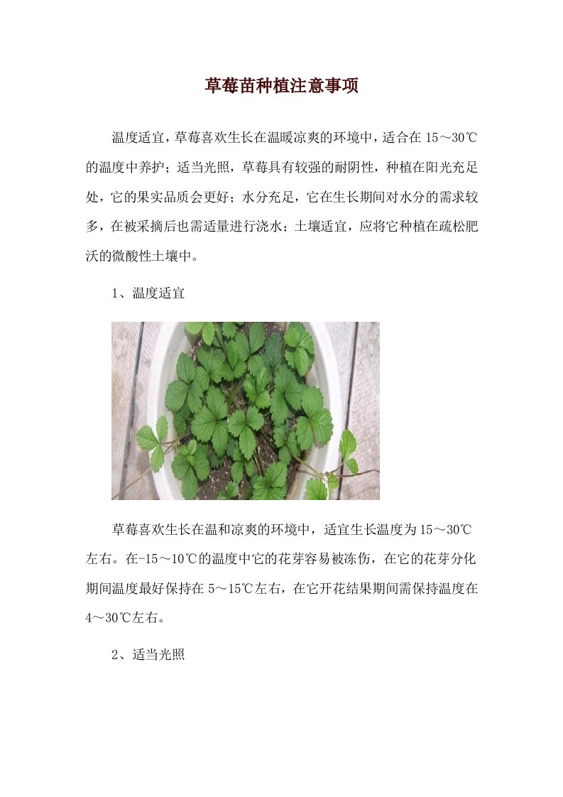 草莓苗种植注意事项