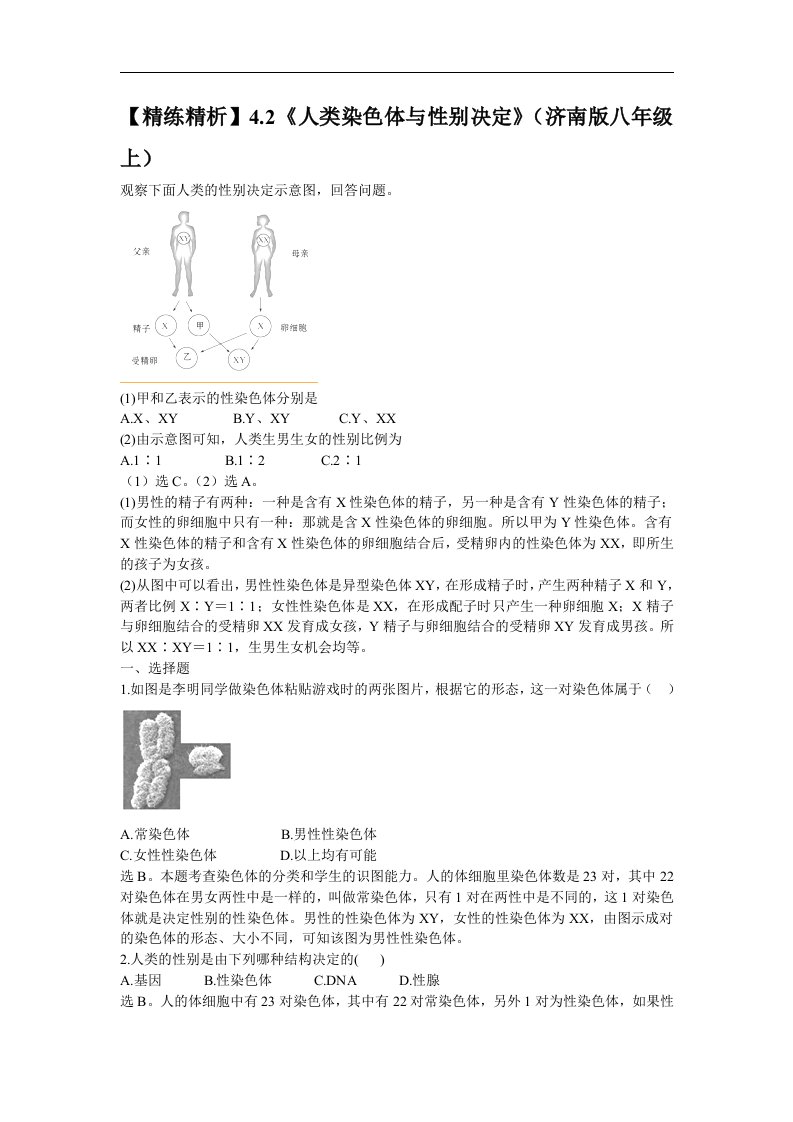 济南版八上《人类染色体与性别决定》同步测试