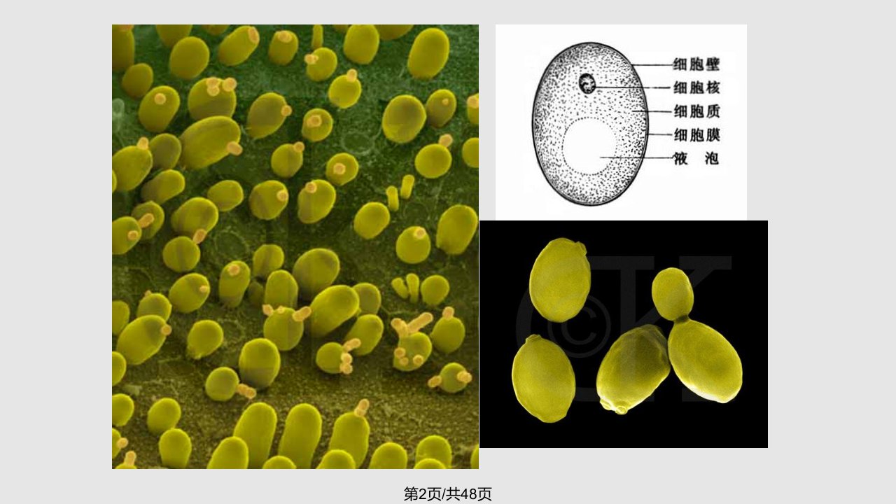 章真核微生物