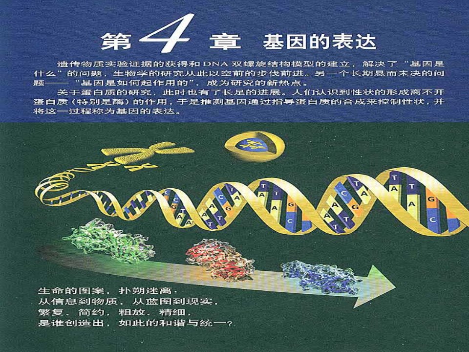 4[1].1基因指导蛋白质的合成课件(人教版必修II)