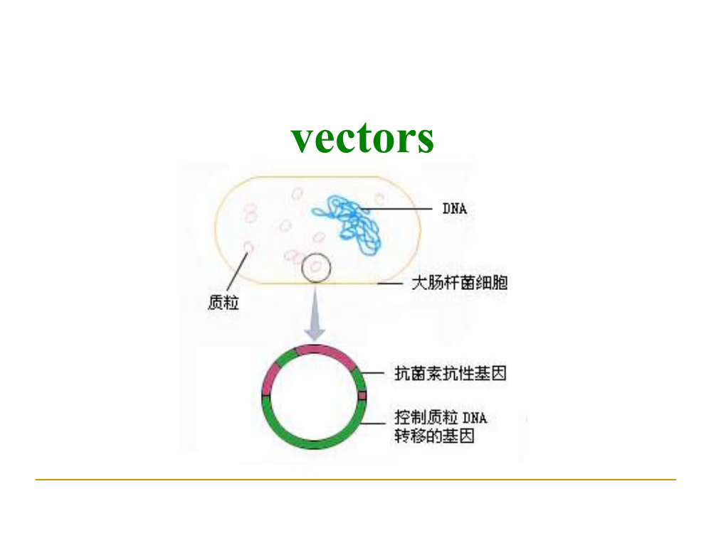 基因工程第四章载体