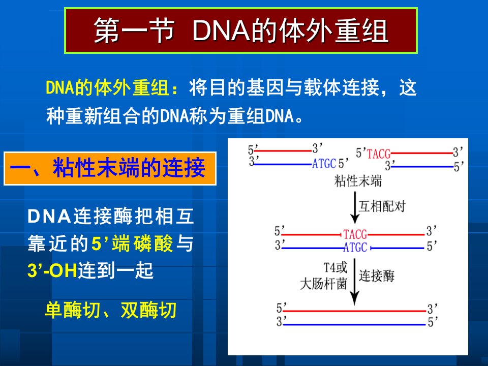 第五章目的基因导入受体细胞ppt课件