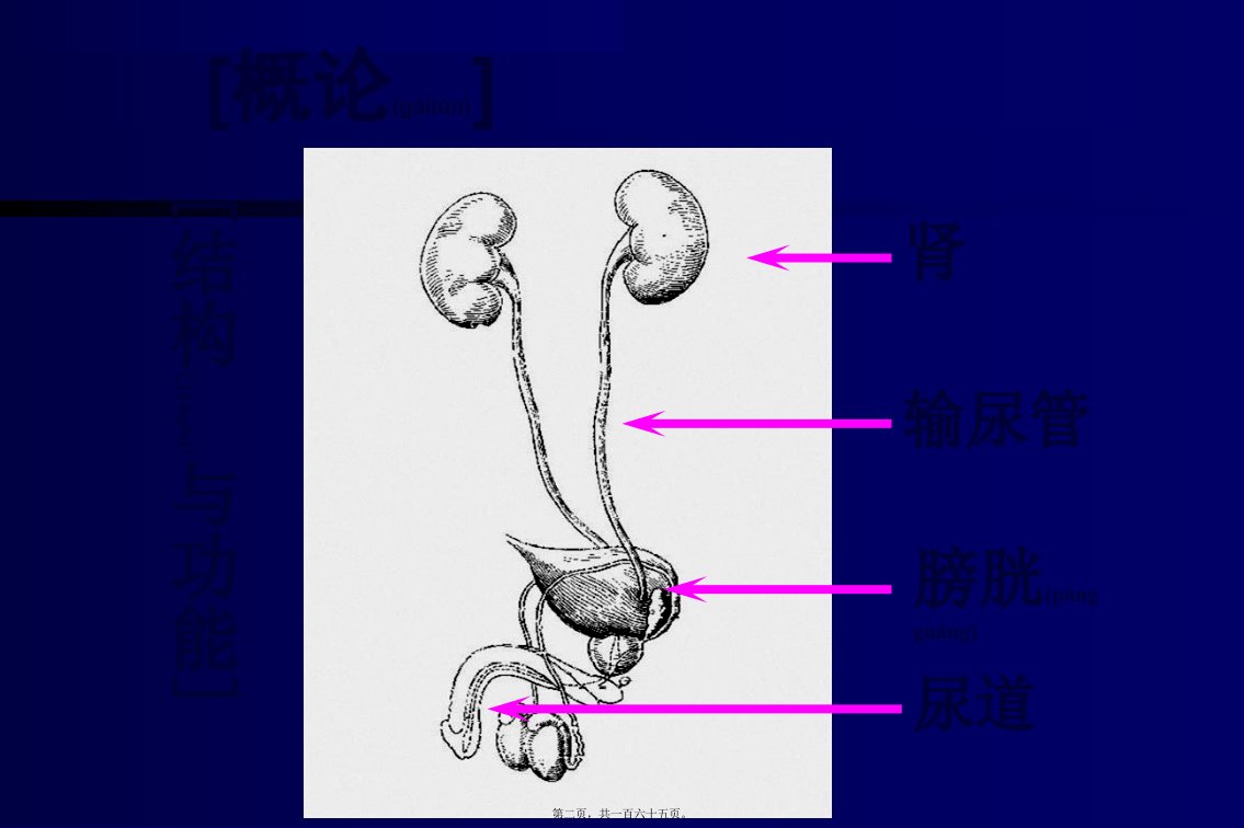 医学专题泌尿系统本科