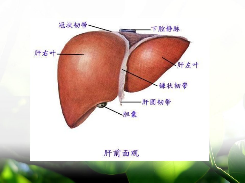 第八章肝硬化