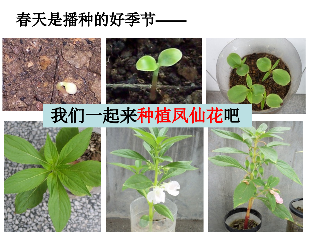 三年级下册科课件-1.2种植我们的植物(共18张PPT)