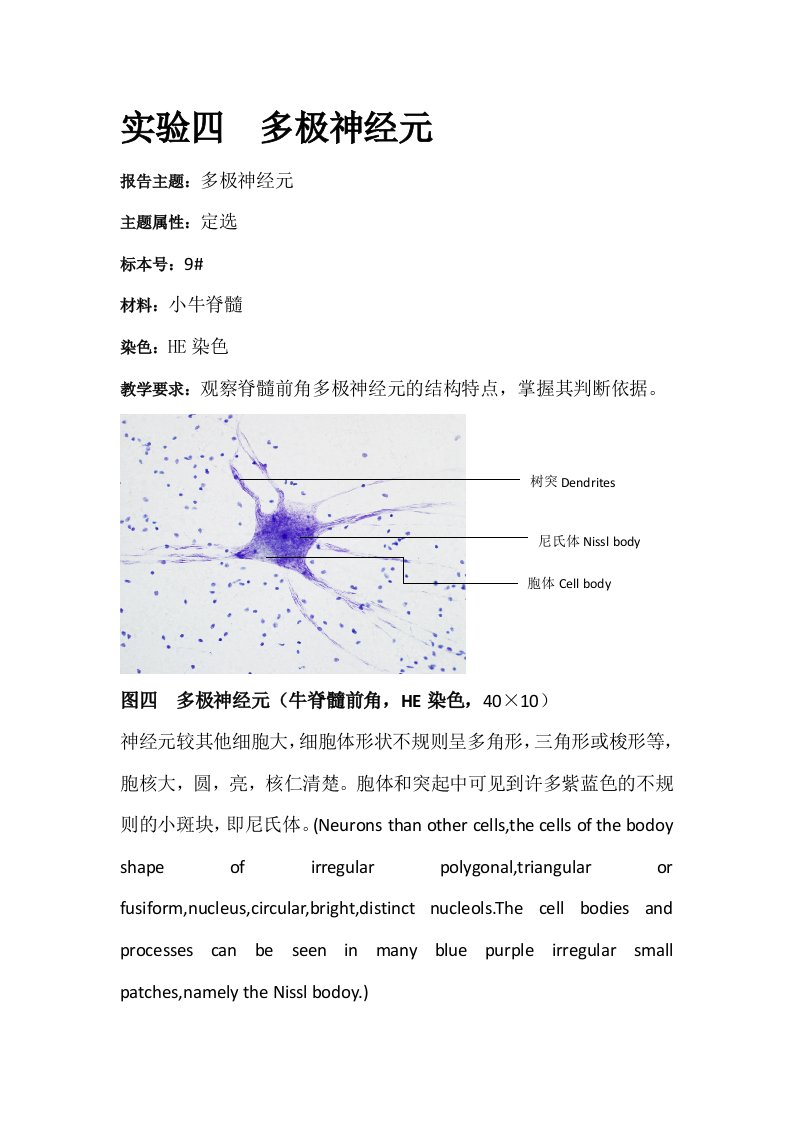 实验四多极神经元