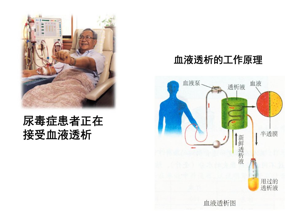 浙科版生物必修1细胞膜和细胞壁