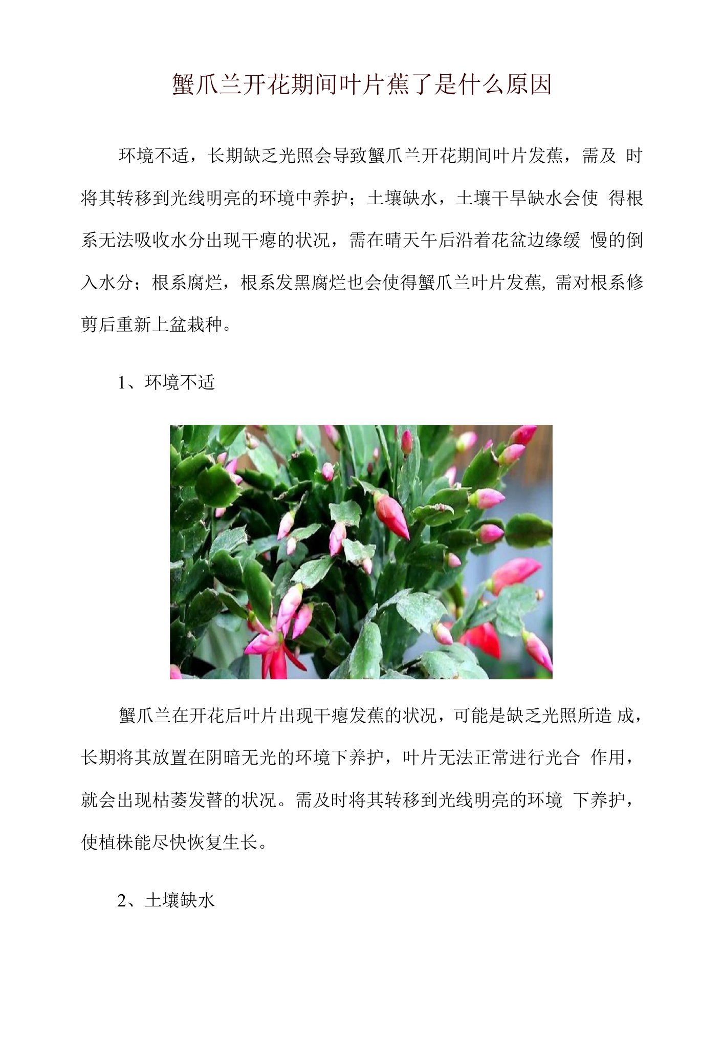 蟹爪兰开花期间叶片蔫了是什么原因