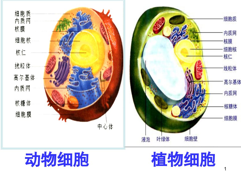 细胞器细胞内的分工合作上课