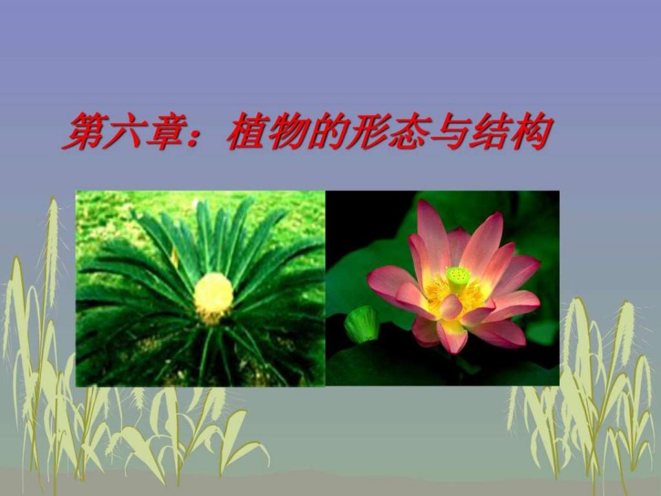 上海交通大学普通生物学课件植物的形态与结构