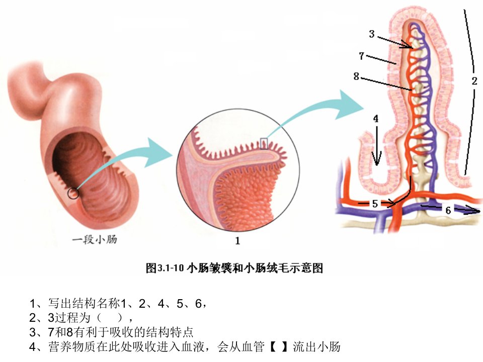 七下生物重点图PPT讲座