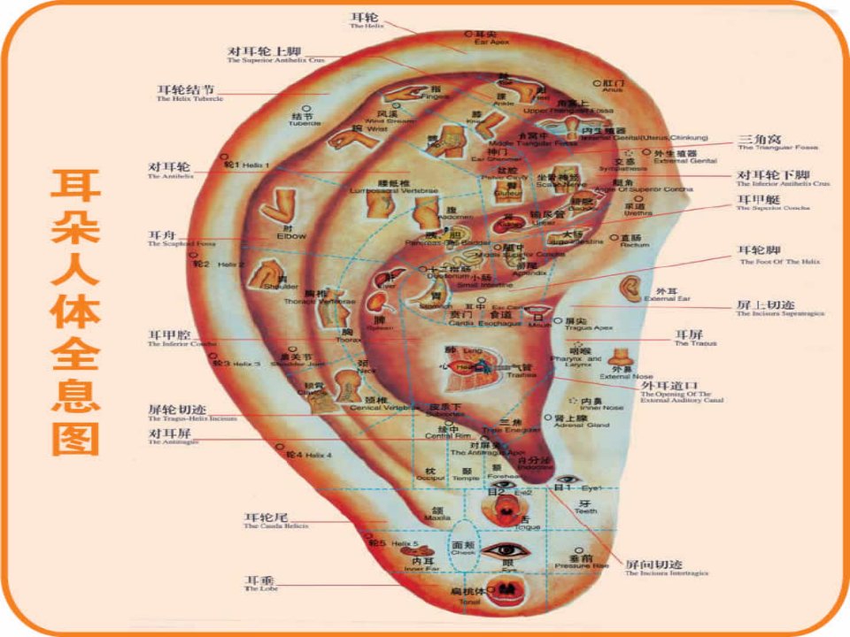 针灸人体穴位图大全