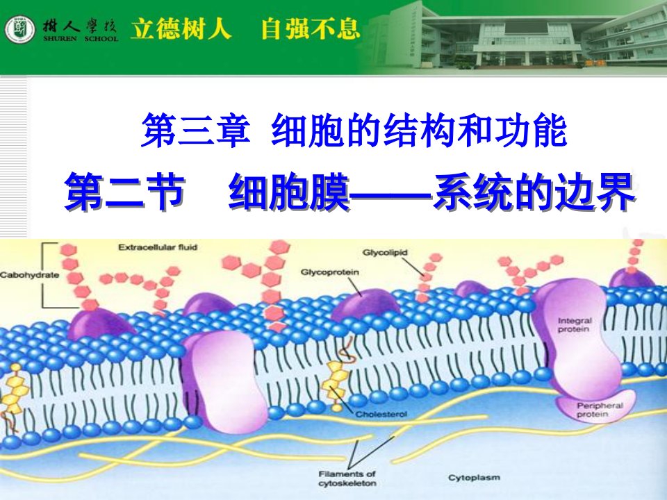 3.1细胞膜—系统的边界高双晨