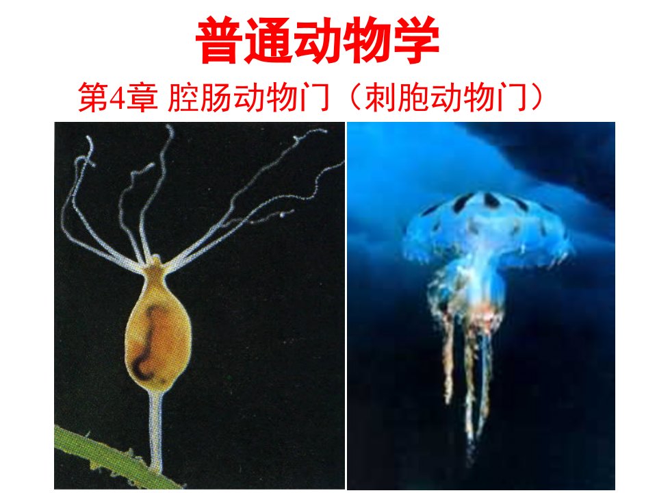 普通动物学—腔肠动物门(上课版)ppt课件