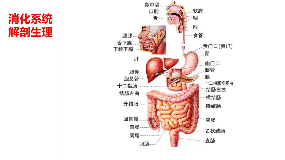 消化系统解剖生理