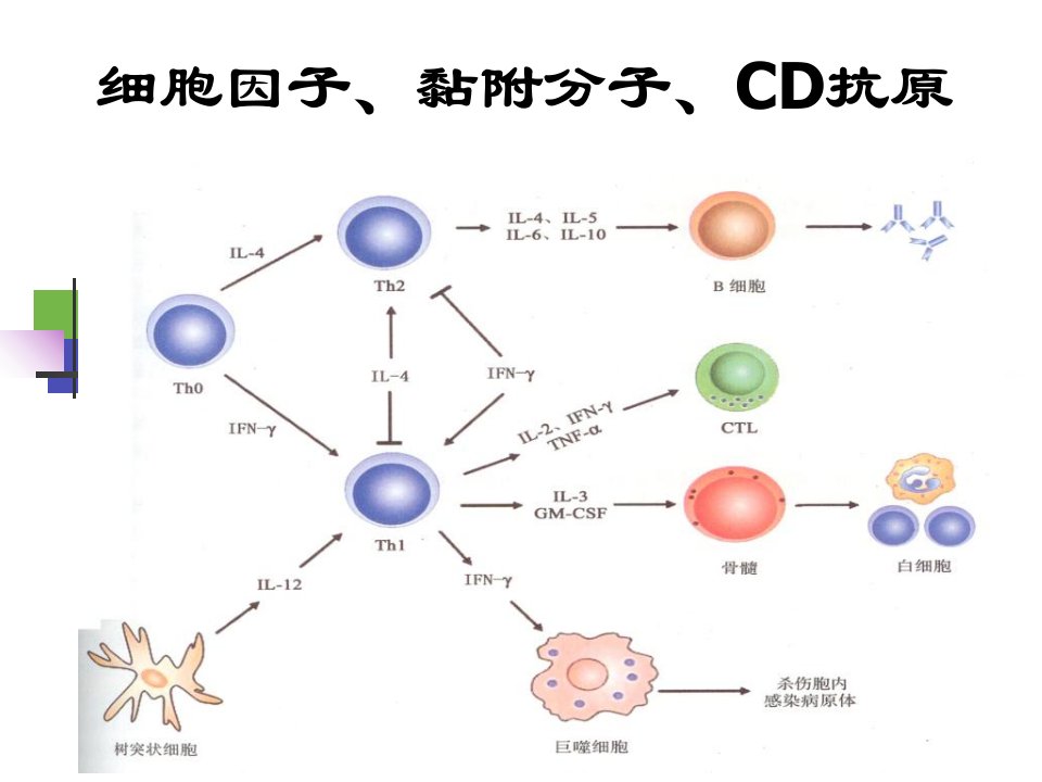 细胞因子中文,本科教学讲义