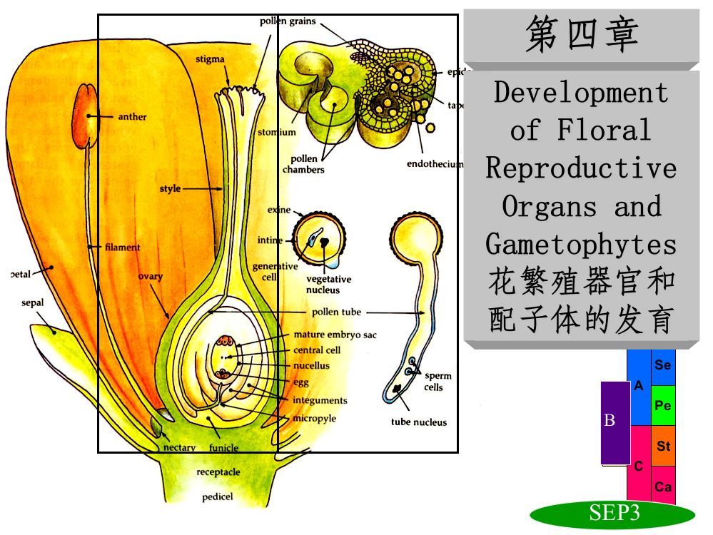 -植物繁殖器官与雌雄配子体发育