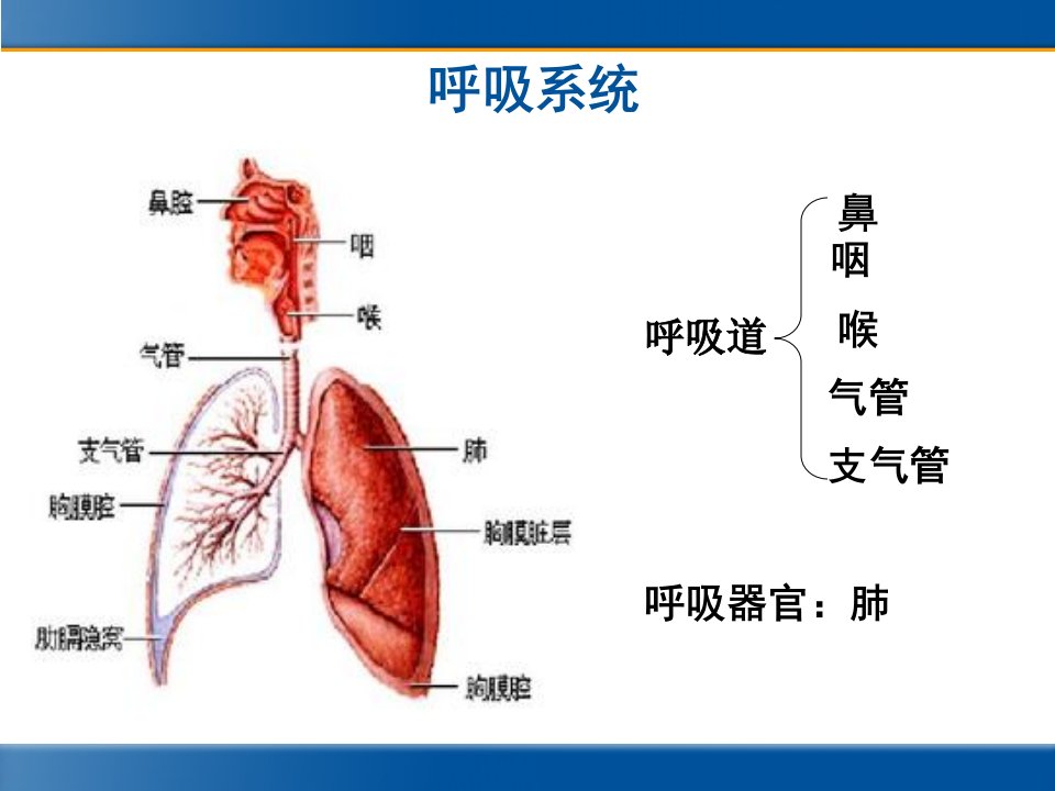 急性上下呼吸道感染的治疗ppt课件