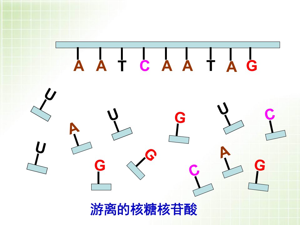 4.1转录翻译动画上课分享资料