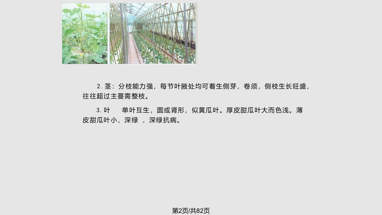 甜瓜栽培的生物学基础13