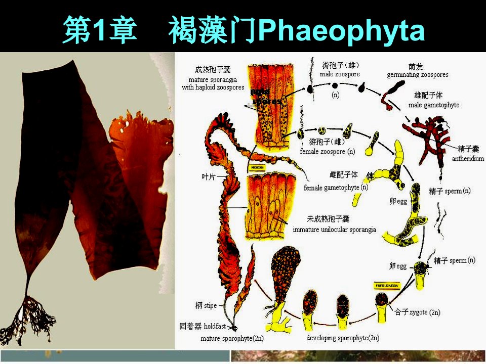 海洋生物学第七章褐藻门