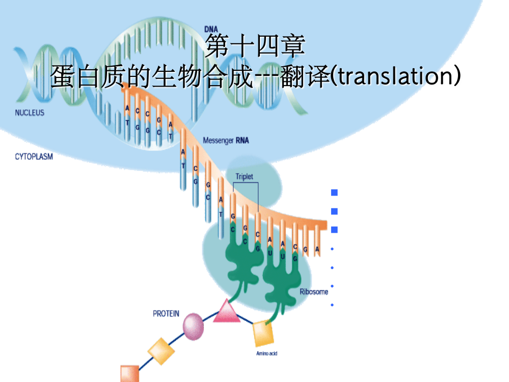 蛋白质的生物合成-翻译ppt课件