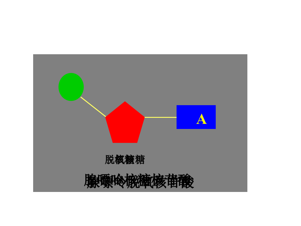 细胞的能量通货—ATP课件