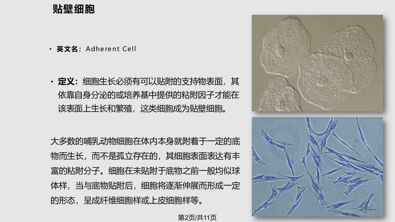 贴壁细胞和悬浮细胞