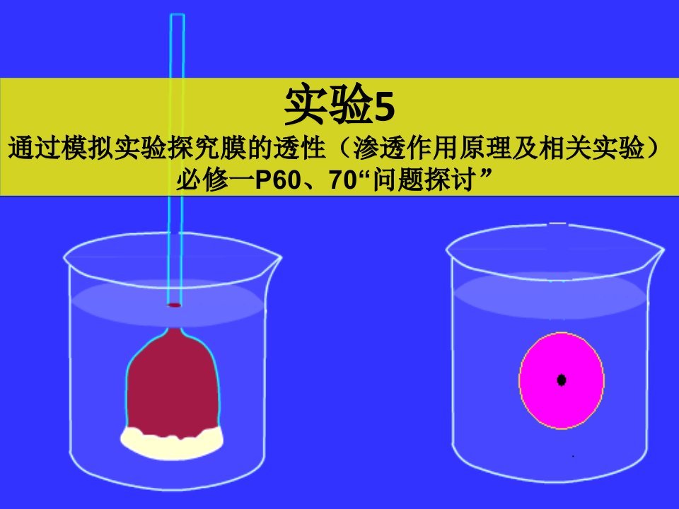 实验5通过模拟实验探究膜的透性