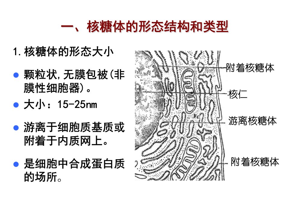 一核糖体形态结构和类型