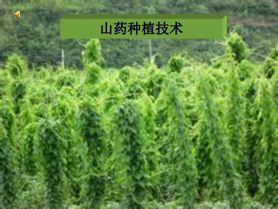 山药种植技术分析