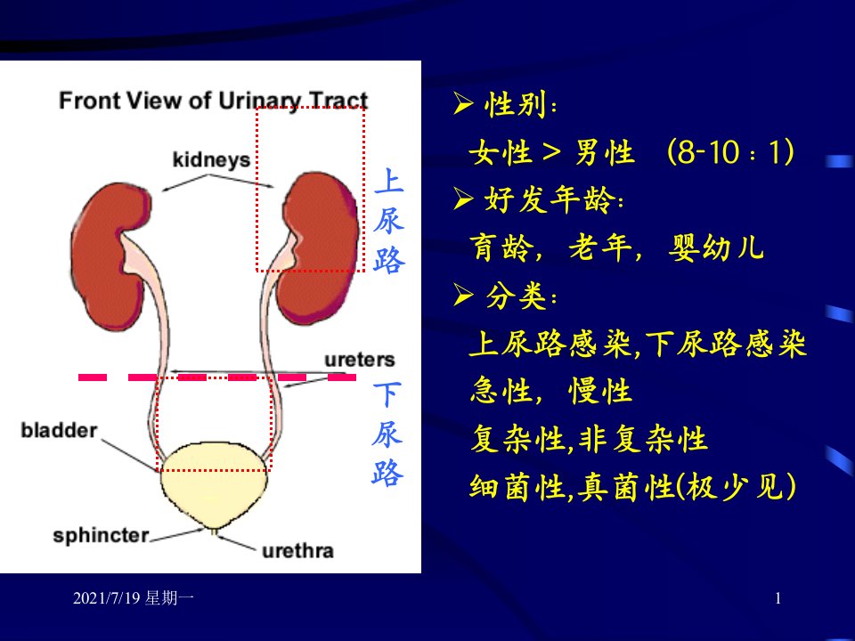 医学专题尿路感染PPT概述