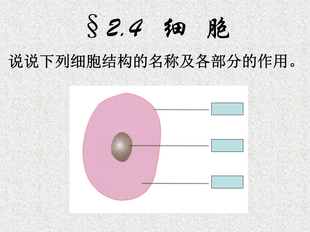 2-4细胞分裂分化