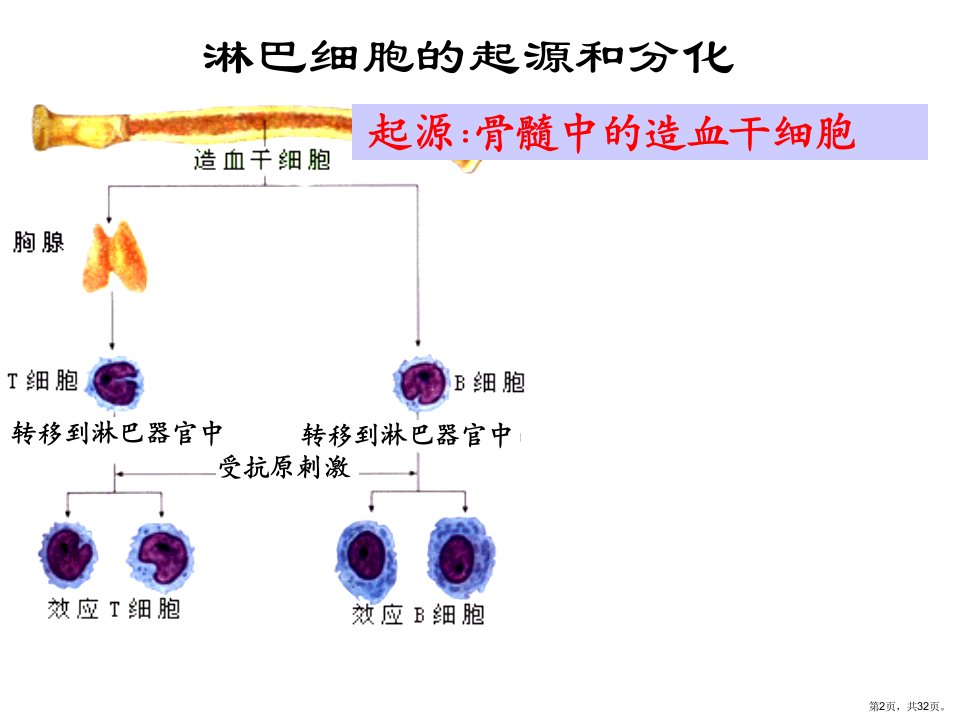 上课用免疫调节教学课件