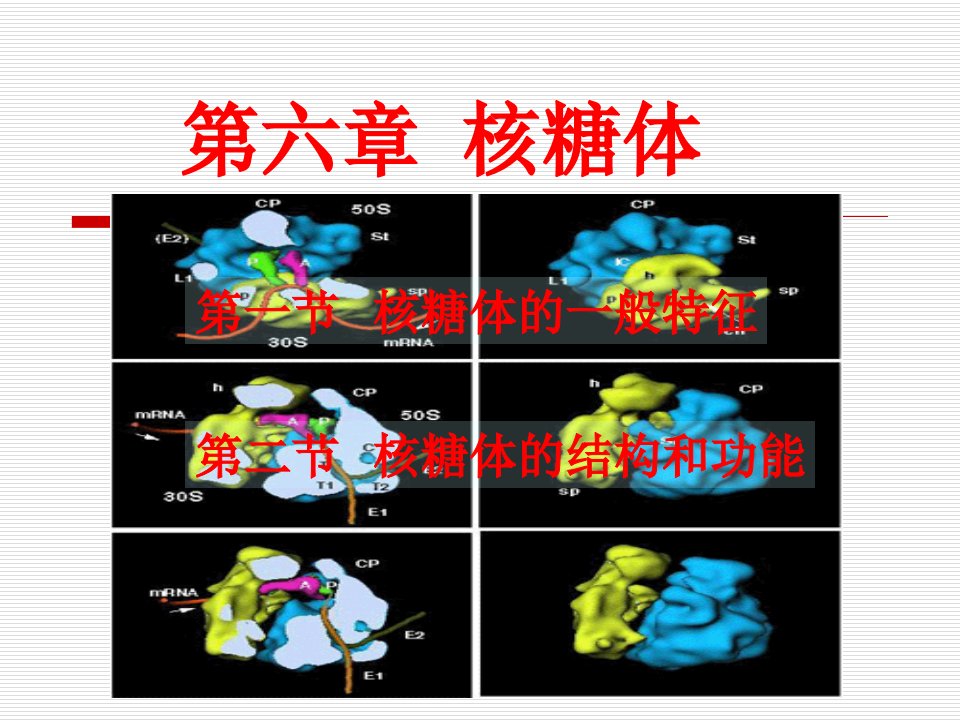 教学课件PPT核糖体