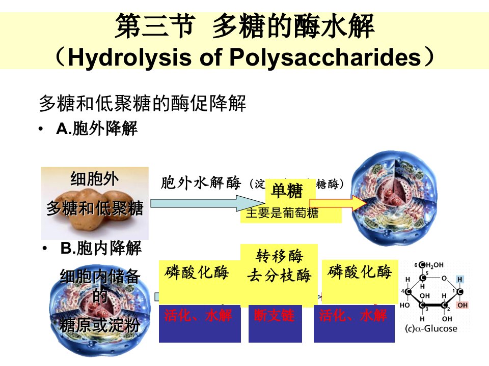 第六章-3糖代谢江大生化食品课件