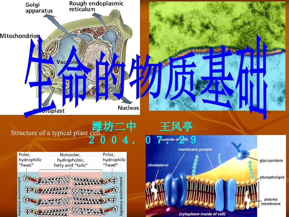 组成生物体的化合物市公开课获奖课件省名师示范课获奖课件