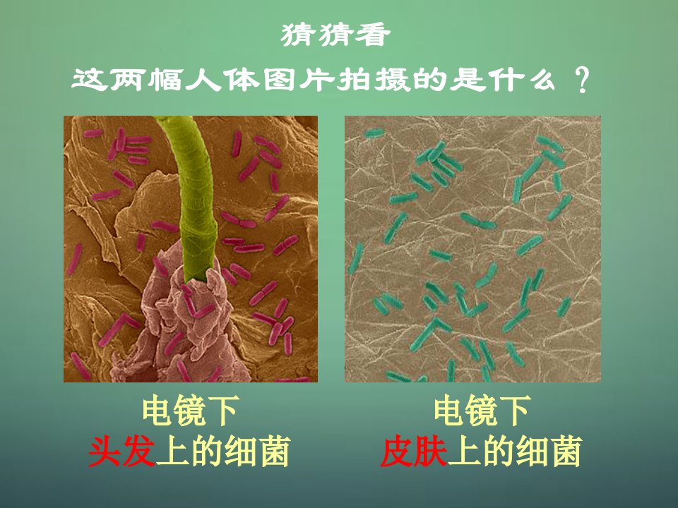 人教初中生物八上《第5单元