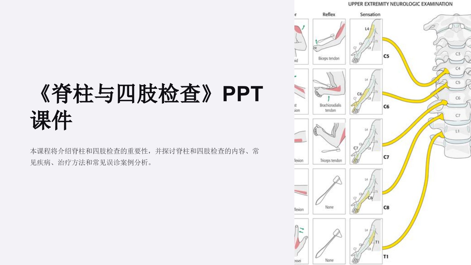 《脊柱与四肢检查》课件