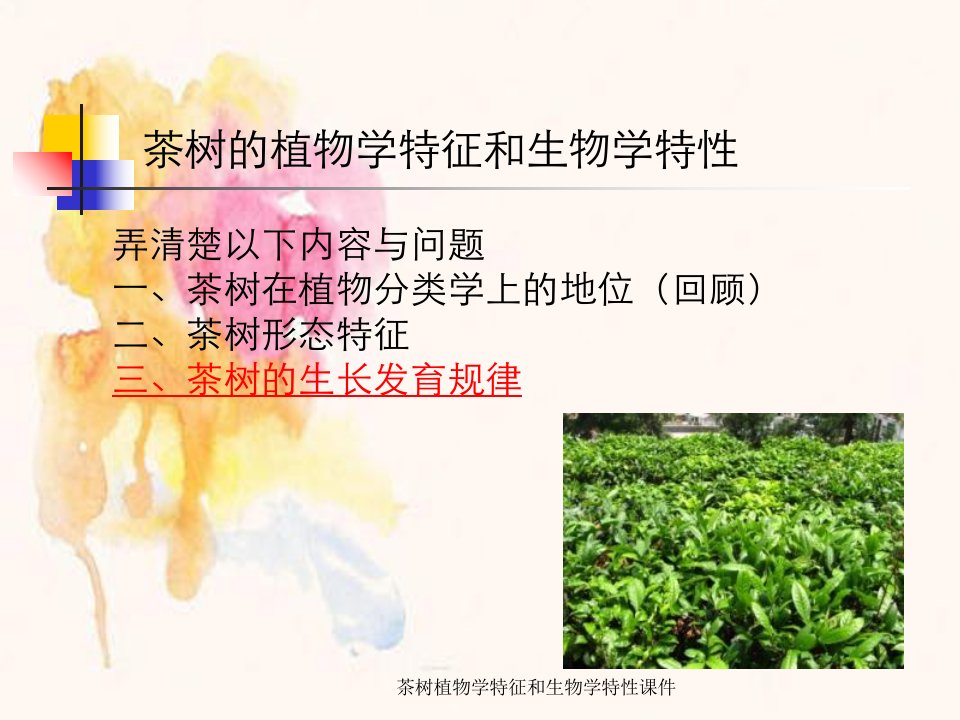 茶树植物学特征和生物学特性课件