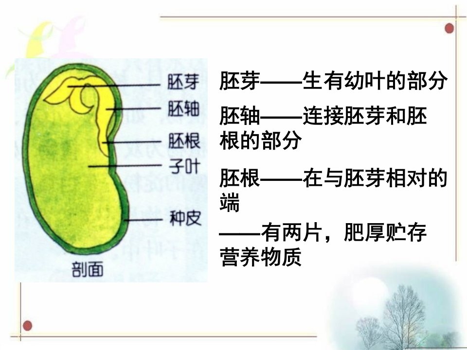 菜豆种子和玉米种子的基本结构