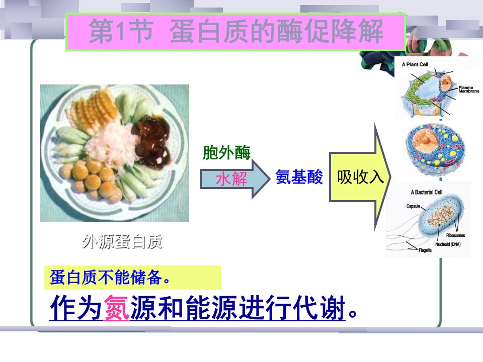 蛋白质的酶促降解和氨基酸代谢2