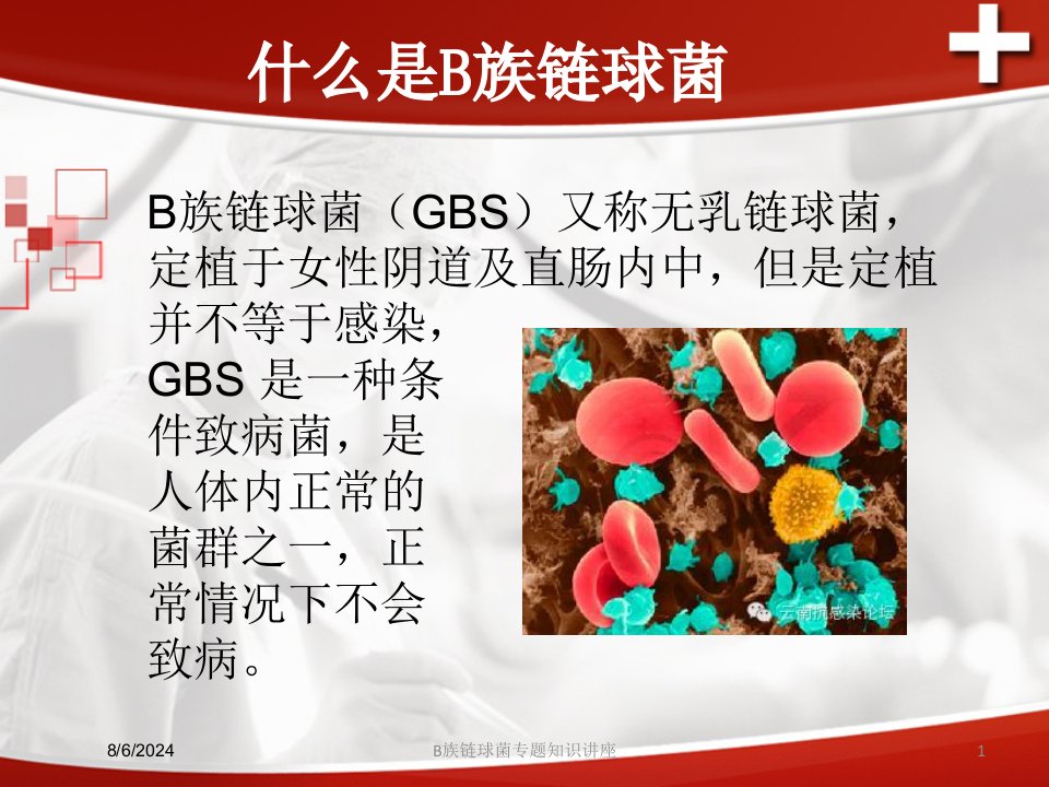 B族链球菌专题知识讲座