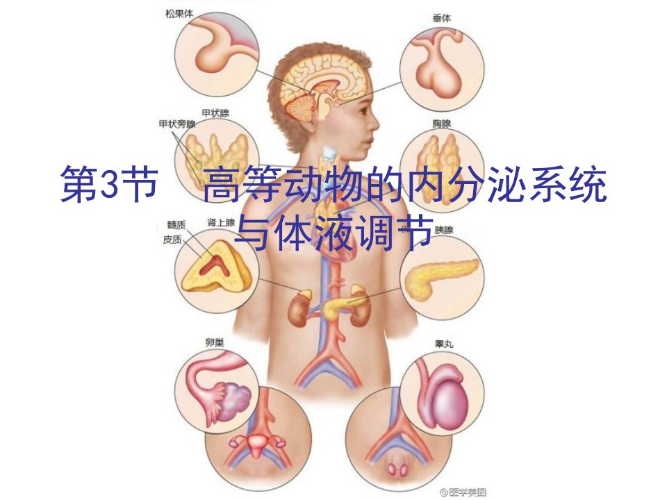 高等动物的内分泌系统和体液调