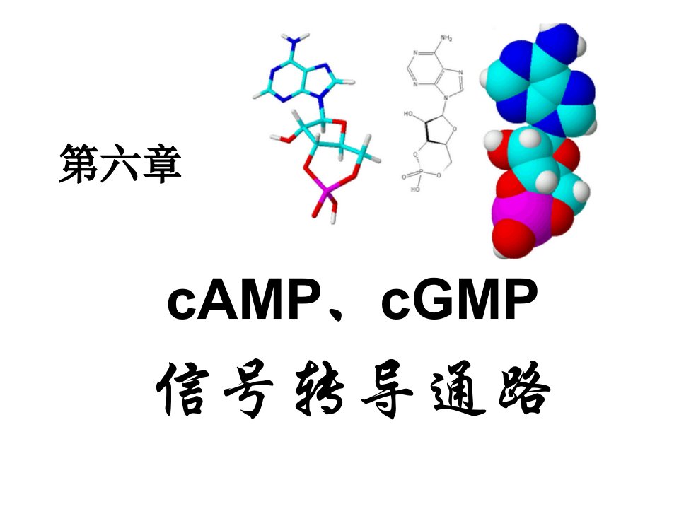 第六章CAMP信号转导